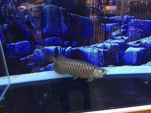 国产斗鱼换缸视频播放,水质管理技巧大公开