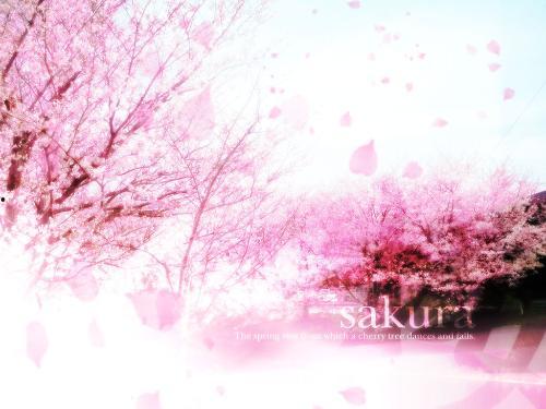 国产樱花动漫视频网站,探索中国动漫产业的璀璨星空