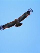 国产飞鹰测评视频大全,性能解析与实战体验全收录