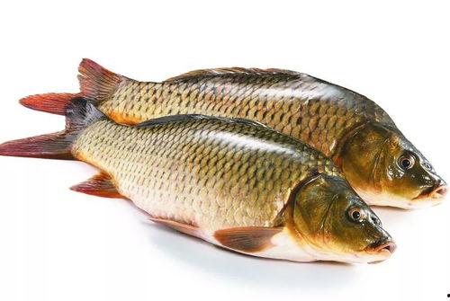 国产黑色鲤鱼视频,视频中的自然魅力与养殖智慧