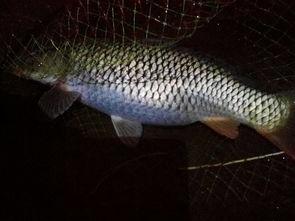 国产黑色鲤鱼视频,视频中的自然魅力与养殖智慧