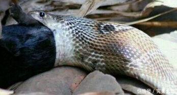 国产蛇一点不能养吗视频 第1张 国产蛇一点不能养吗视频 第1张