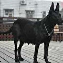 国产魔界黑狼视频大全,国产奇幻巨制视频大全精彩回顾  第1张