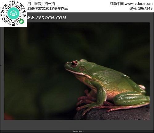 国产青蛙在线视频视频,萌动瞬间,捕捉自然之美 第3张 国产青蛙在线视频视频,萌动瞬间,捕捉自然之美 第3张