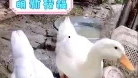 国产区露脸视频老鸭,揭秘网红背后的故事