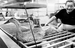 国产区露脸视频老鸭,揭秘网红背后的故事