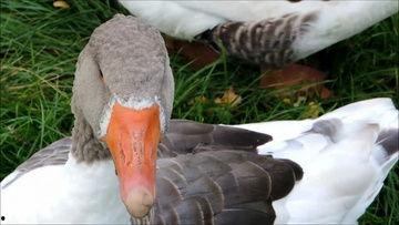 国产区露脸视频老鸭,揭秘网红背后的故事